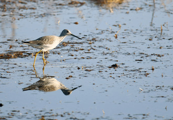 Lesser Yellowlegs foraging for breakfast