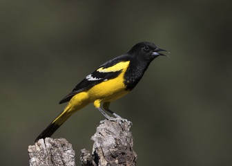 Naklejka premium Scott's Oriole