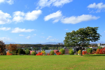 Autumn leaves of Sapporo park　