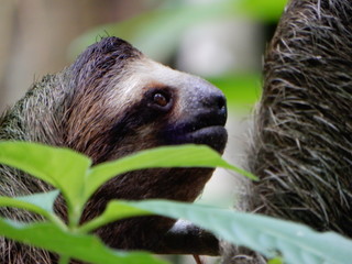 Sloth. Costa Rica