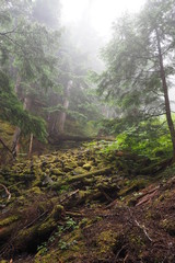 Foggy Rain Forest in British Columbia