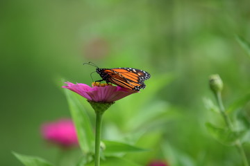 Monarch butterfly on the zinnia flower