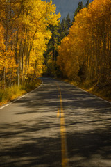 Golden Road during Autumn