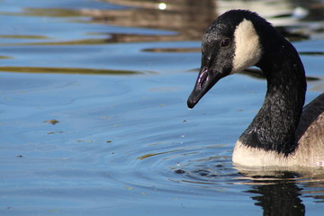 Canadian goose