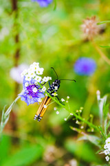 Monarch Butterfly on Flower 9