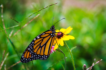 Monarch Butterfly on Flower 6