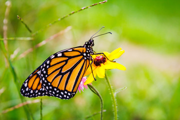 Monarch Butterfly on Flower 5