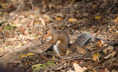 Squirrel Eating 2