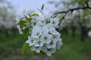 Pear flower blooming in spring