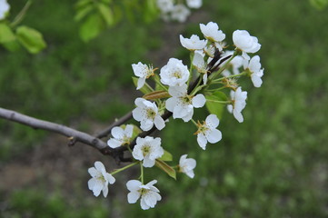 Pear flower blooming in spring