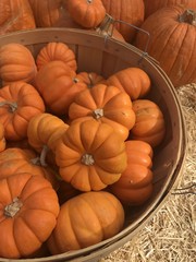 little pumpkins in basket