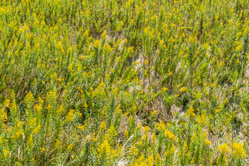 セイタカアワダチソウ