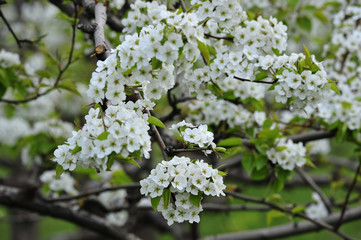 Pear flower blooming in spring