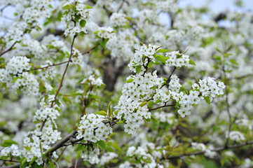 Pear flower blooming in spring