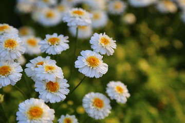 Mutterkraut (Tanacetum parthenium) , auch genannt Hemdknöpfchen, Muattachrut, Sonnenauge, Breselkraut, Jungfernkraut, Falsche Kamille, Zierkamille und Fieberkraut