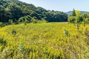 日本の里山 © bonb