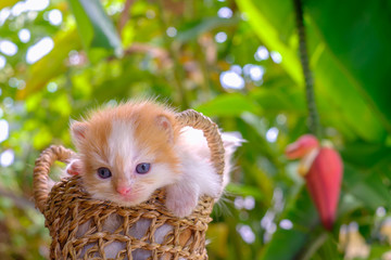 Cute red and cream little kittens sitting in a basket surrounded by green outdoors