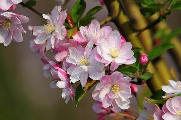 Chinese flowering crab-apple blooming