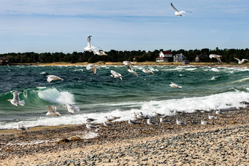 Vibrant Stormy Day Seagulls in Flight Michigan Beach Shore