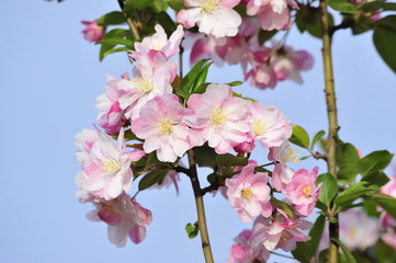 Chinese flowering crab-apple blooming