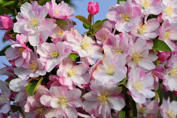 Chinese flowering crab-apple blooming