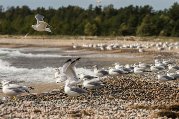 Seagulls in Flight on Michigan Beach Shore