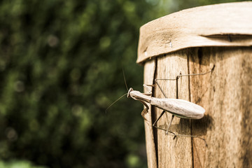 Quizzical Praying Mantis on Wooden Basket