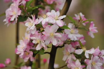 Chinese flowering crab-apple blooming