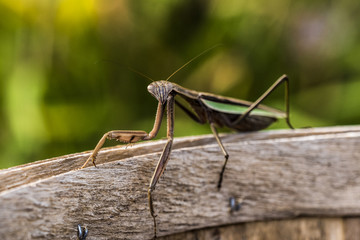 Vibrant Mantis on Basket Rim High Contrast