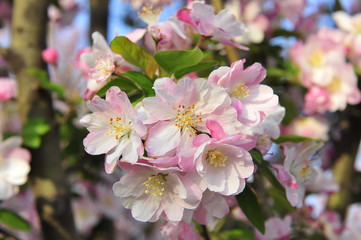 Chinese flowering crab-apple blooming