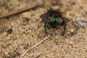 Cute Michigan Jumping Spider Face Fuzzy