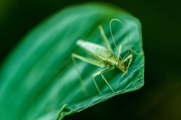 Vibrant Baby Grasshopper Macro