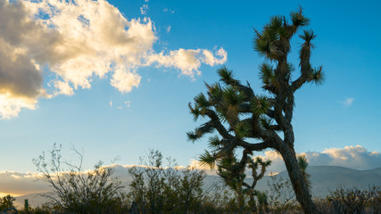 Joshua Tree