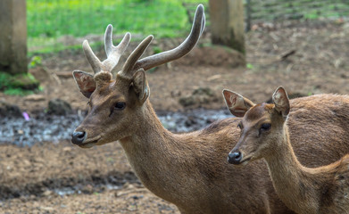 Naklejka na ściany i meble closeup of a pair of brown asian deer