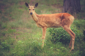 deer