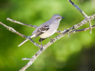 Northern Mockingbird