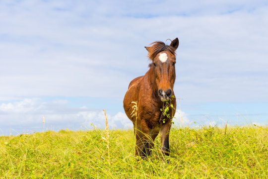 Shackleford Banks Wild Horse