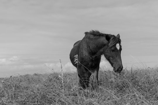 Shackleford Banks Wild Horse