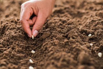  hand planting corn seed of marrow in the vegetable garden