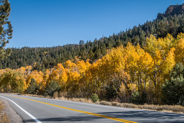 Fall colors in the Sierra Nevada Mountains. Pine trees are innerspirsed with aspens in yellow and gold colors. A highway stretches out in front. A blue sky is in the background 