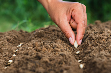 hand planting pumpkin seed of marrow in the vegetable