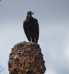 Black Headed Vulture perched and overlooking the Wetlands 