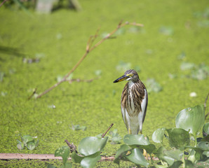  Indian Pond Heron finding fish in the canal is food.