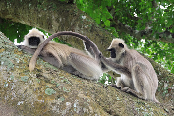 Monkeys