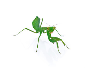 Female European Mantis