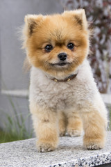 pomerian spitz dog