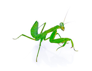 Female European Mantis