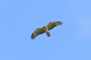 ハチクマ雌飛翔(honey buzzard)
