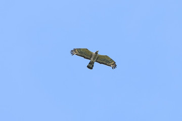 ハチクマ雄(honey buzzard)