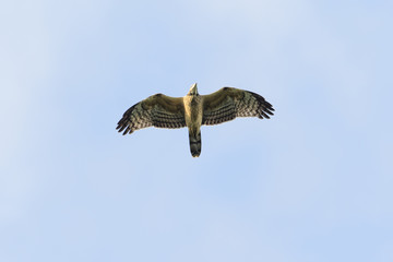 ハチクマ飛翔(Honey Buzzard)